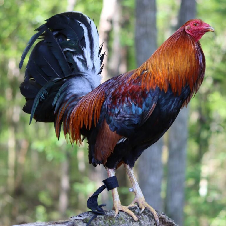 Albany-Rooster-1-1