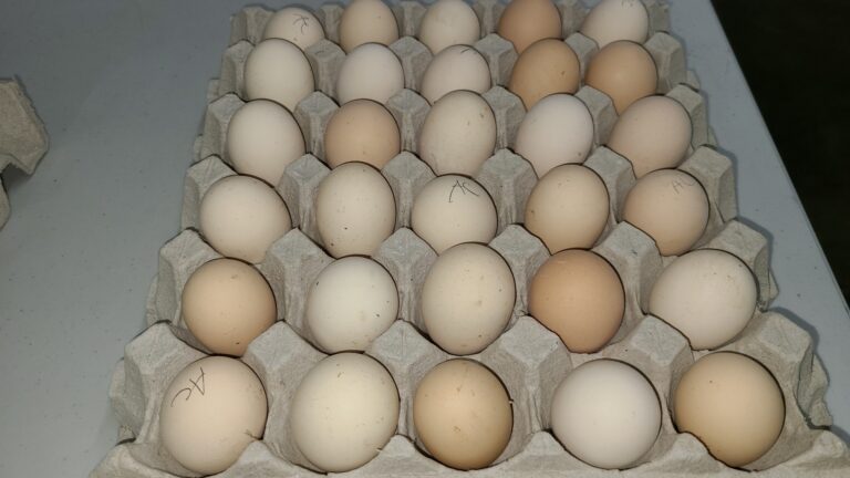 Ayam-Cemani3.jpg-1