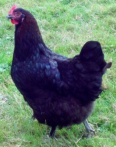 Black20Copper20Maran2061