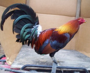 Blueface-Hatch-1