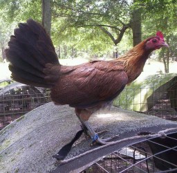 Blueface-Hatch-Game-Fowl-1