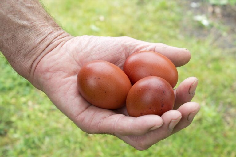 Chocolate-egger™-1