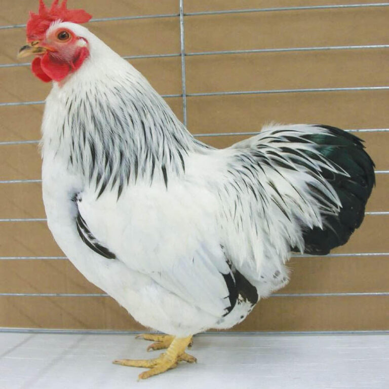 Columbian_Rock_Bantam__38638-1-1