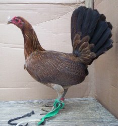 Dark-Hatch-Fowl-1