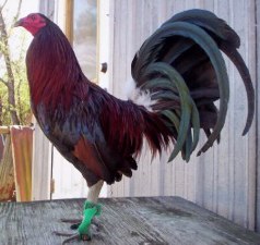 Dark-Hatch-cock-1
