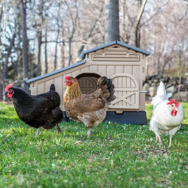 Snap Lock Formex Chicken Coop, Standard Tan (Up to 4 Chickens) - Image 3