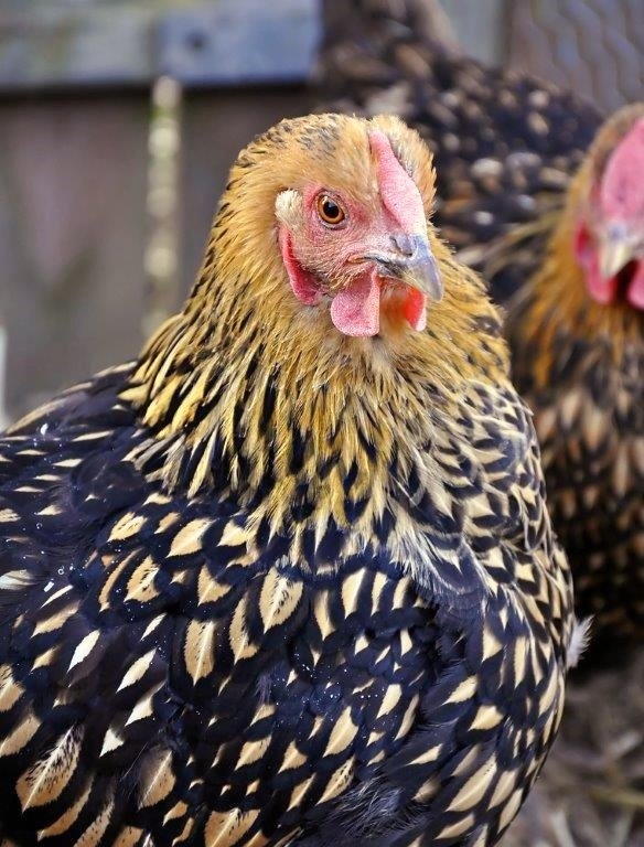 Golden-Laced-Wyandotte-7