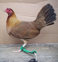 Kelso-Hen-2
