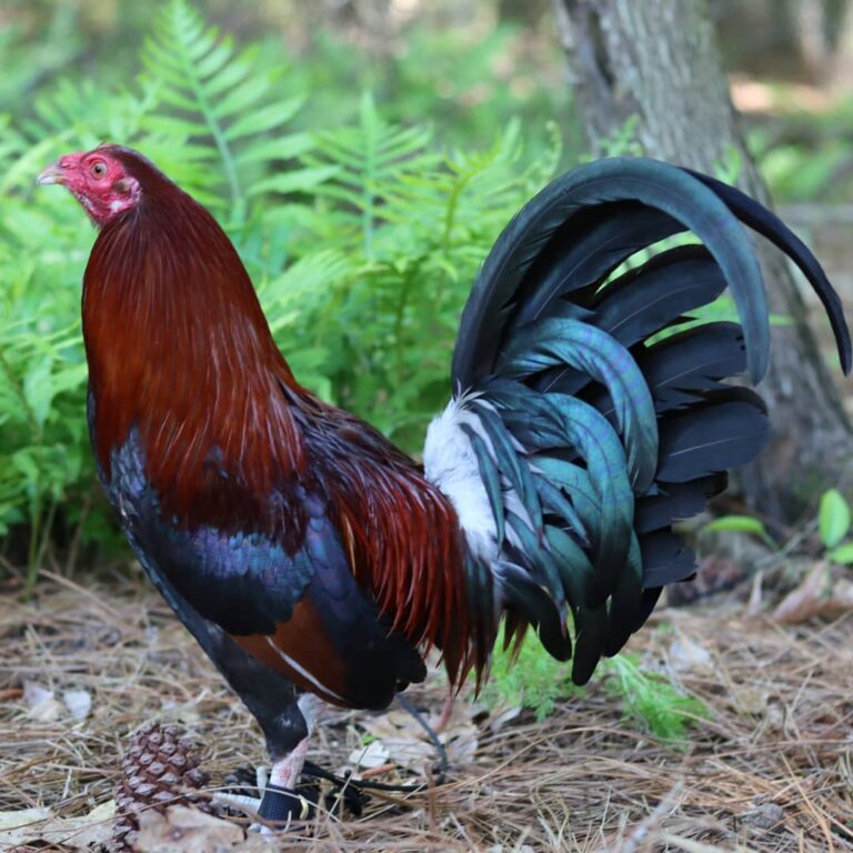 Lacey-Roundhead-Rooster-1