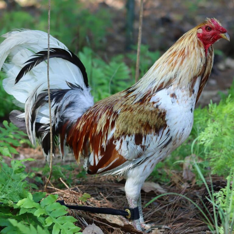 Minor-Blue-Rooster-1