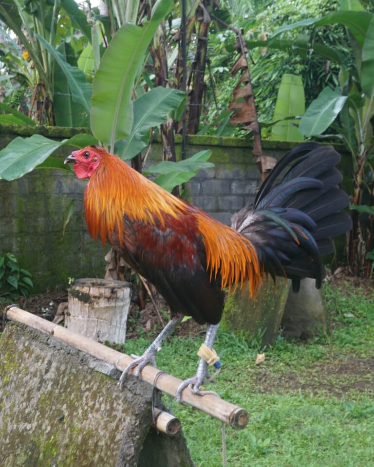 Peruvian-Rooster-1