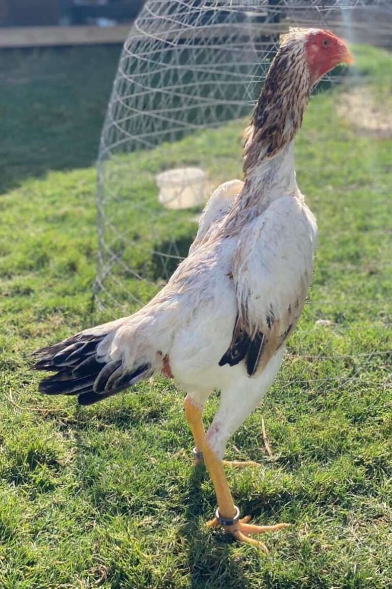 Shamo-Roosters-1