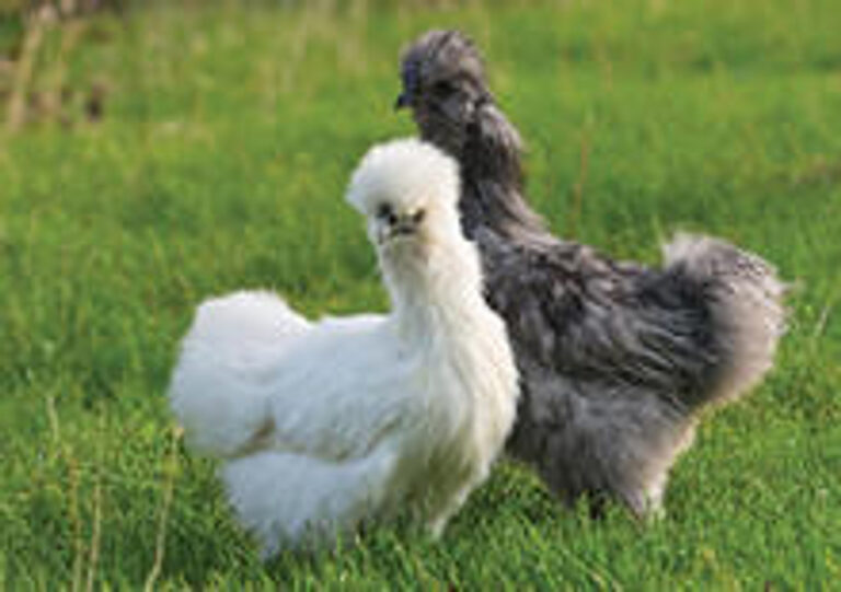 Silkie-Assortment__21673__29966-1
