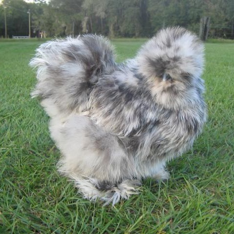 Splash-Silkie-Bantam-1