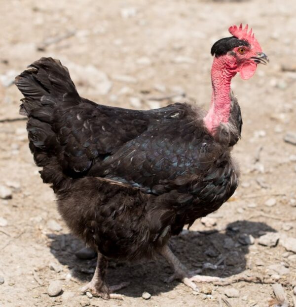 Turken (Naked Neck)
