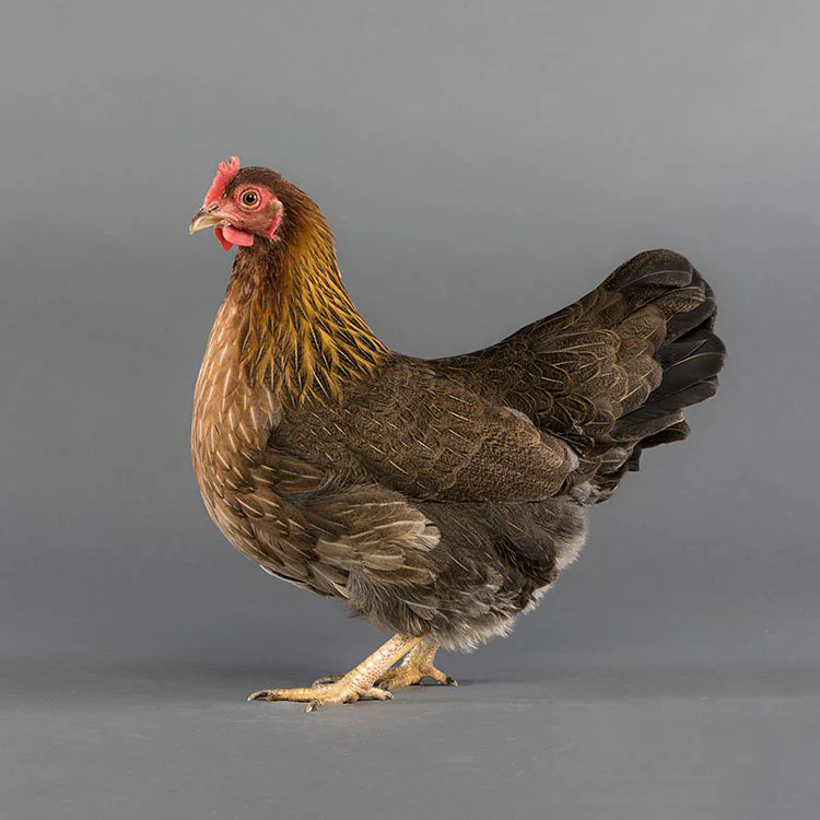 WelsummerBantam_Edit_1