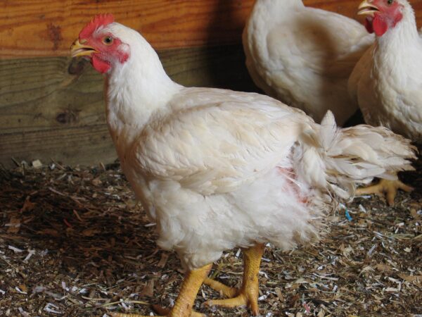 cornish cross chicken