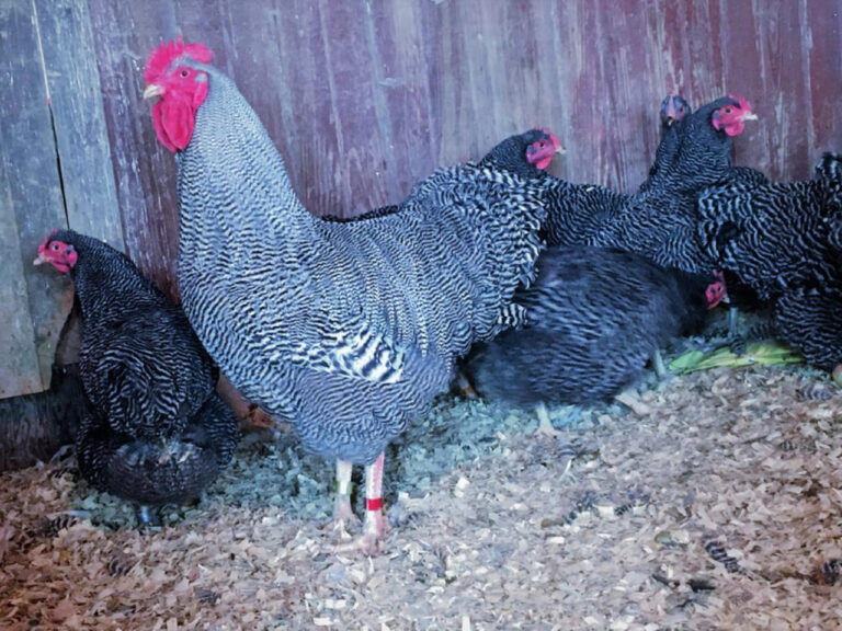 barred_plymouth_rock_bantam__53357-1