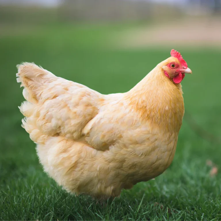 buff-orpington-chicken-mpc