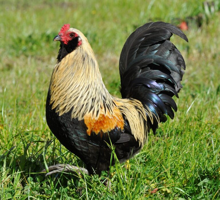 easter_egger_bantam_chicken_photo_by_julia_king-1
