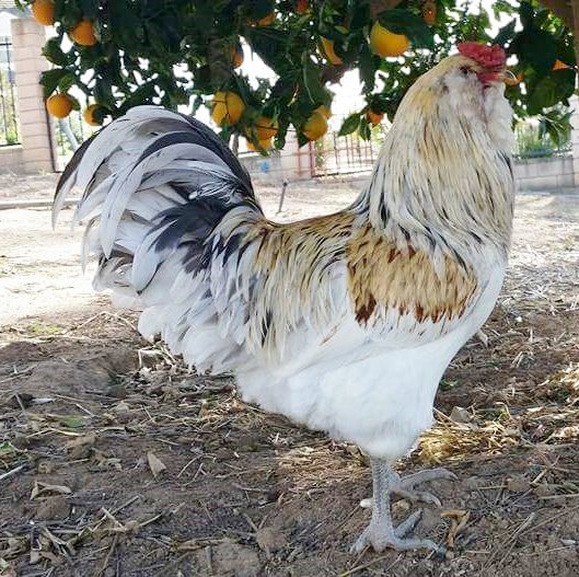 easter_eggers-1