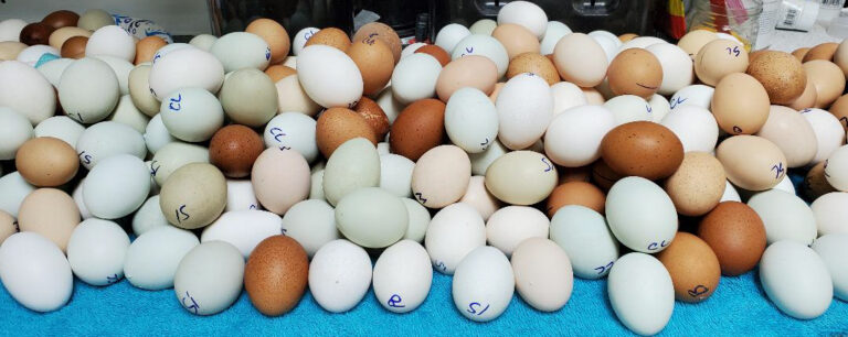 eggs-1
