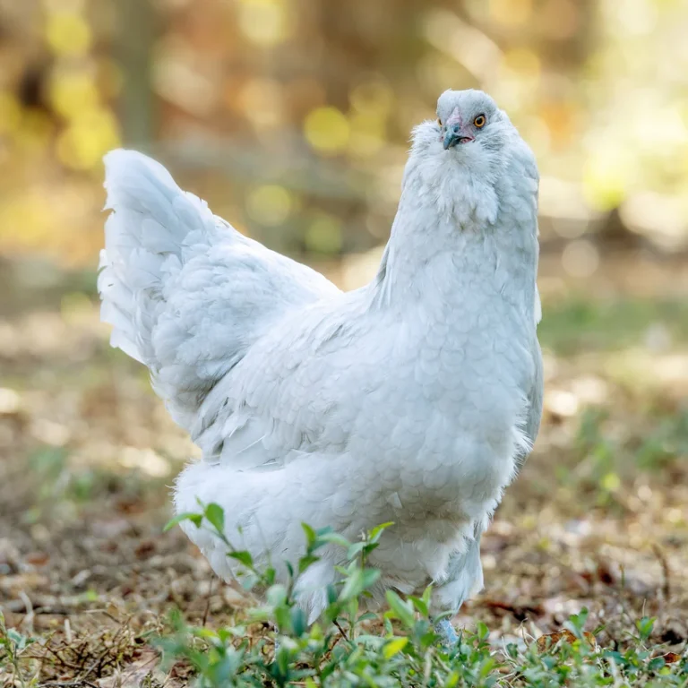 lavender-ameraucana-chicken-jfh