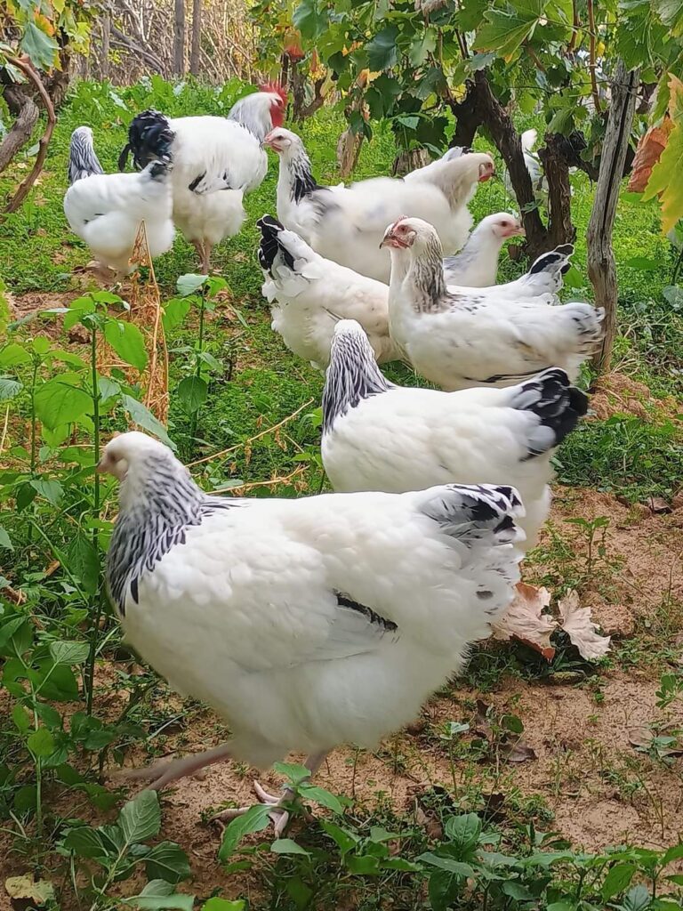 lightsussexchicken-768x1024