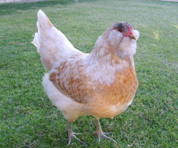 Easter Egger Bantam